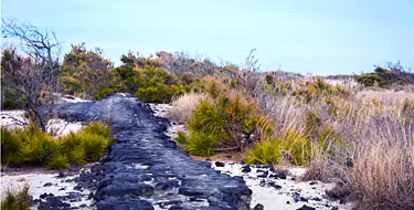 Assateague Island