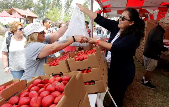 california strawberry festival