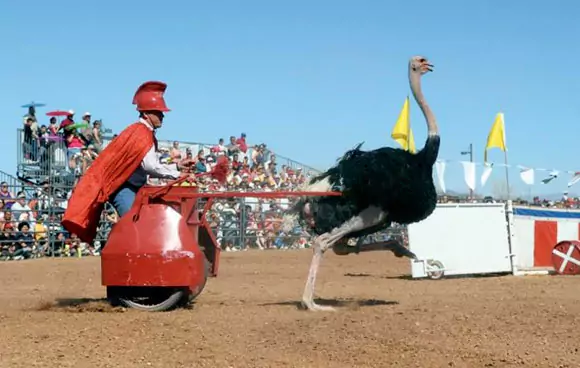 chandler ostrich festival