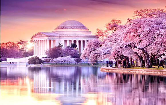 national cherry blossom festival