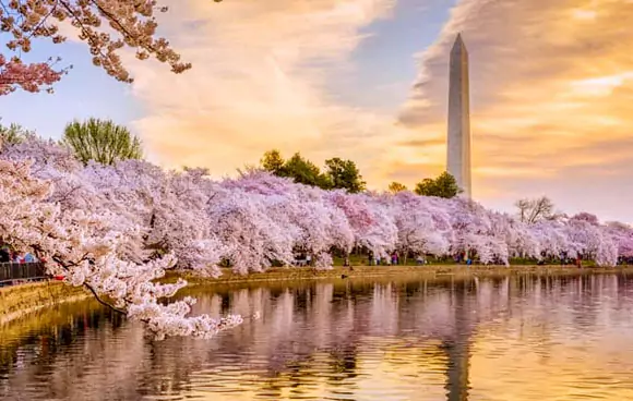 national cherry blossom festival