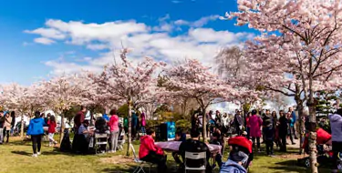 The National Cherry Blossom Festival