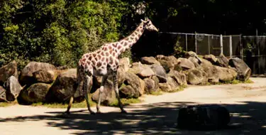 Discover the Greenville Zoo