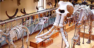 Discover the Natural History Museum