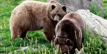 Discover Wildlife at the Montana Grizzly Encounter