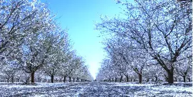 Drive along the pink and white Fresno County Blossom Trail