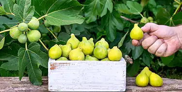 Enjoy the pleasures of Old Fig Garden