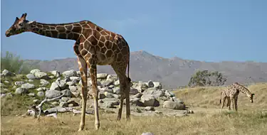 Explore Desert Habitat At Living Desert Zoo and Gardens 