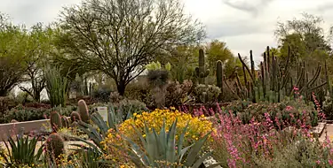 Explore the desert ecosystem at Desert Botanical Garden