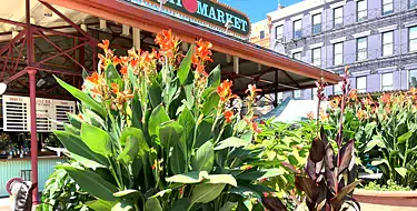 Findlay Market