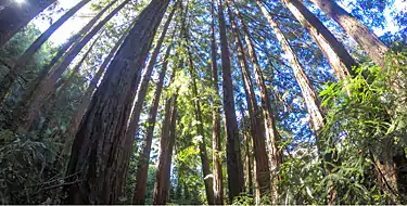 Hike among towering redwoods in Redwood Regional Park