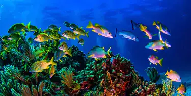 Cancun Underwater Museum