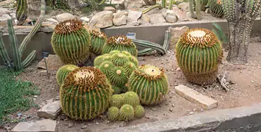 Chihuahuan Desert Gardens