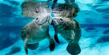 Manatee Lagoon