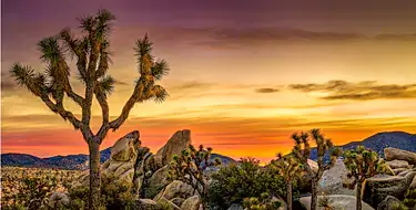 joshua tree national park