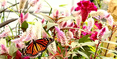 Krohn Conservatory