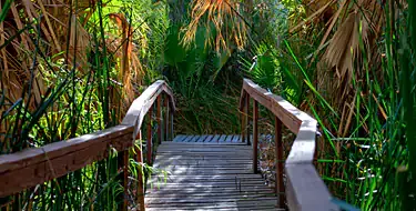 Roam Around The Coachella Valley Preserve 