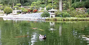 Stroll through the exhibits of Earl Burns Miller Japanese Garden