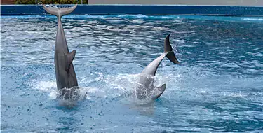 Take a Dolphin-Watching Cruise