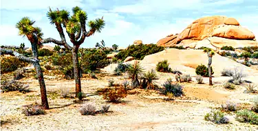 Take A Trip To Joshua Tree National Park 