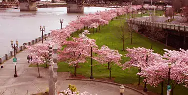 Walk along Tom McCall Waterfront Park downtown