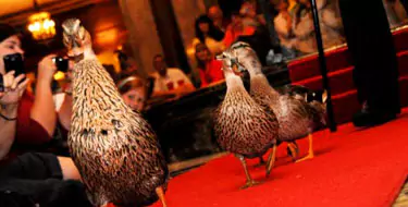 Duck March at The Peabody Memphis