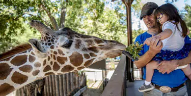 Explore California Wildlife At The Sacramento Zoo 