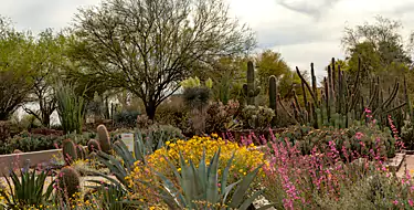 Explore the desert ecosystem at Desert Botanical Garden