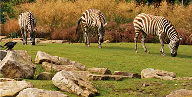 Explore the Wide Species of Animals at Phoenix Zoo