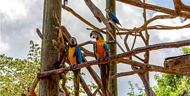 Visit the National Aviary