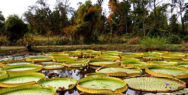 Kenilworth Aquatic Gardens